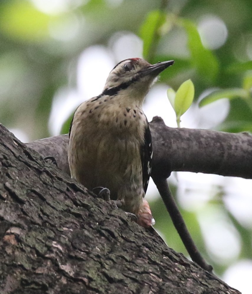 Freckle-breasted Woodpecker - Bruce  Purdy