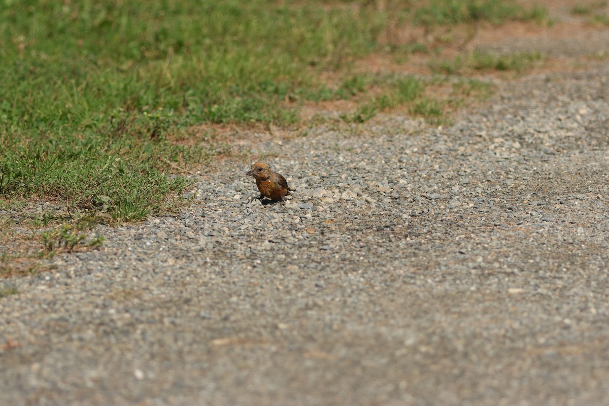 Red Crossbill - ML482877871