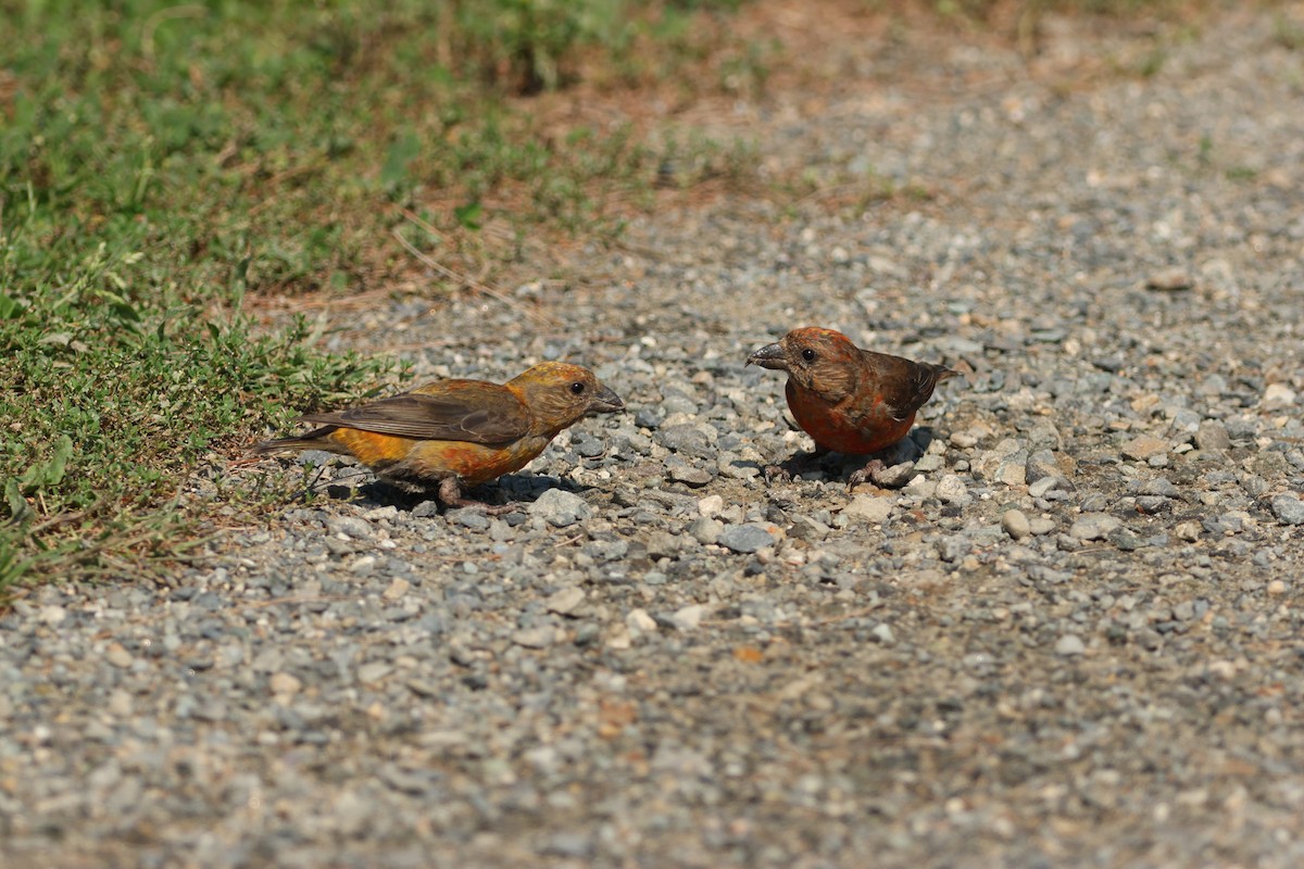 Red Crossbill - ML482877881