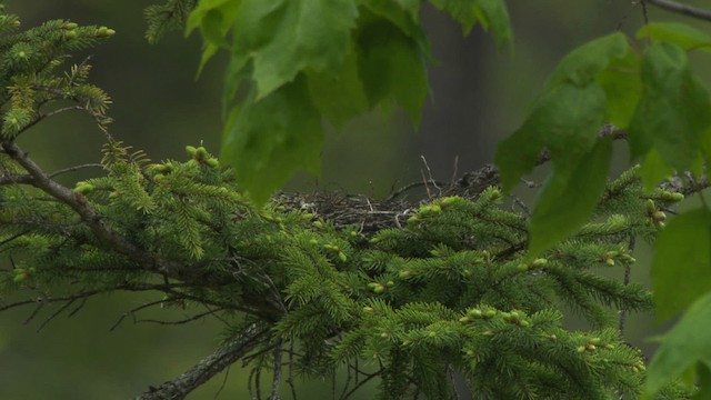 ub. fugl (Aves sp.) - ML482878