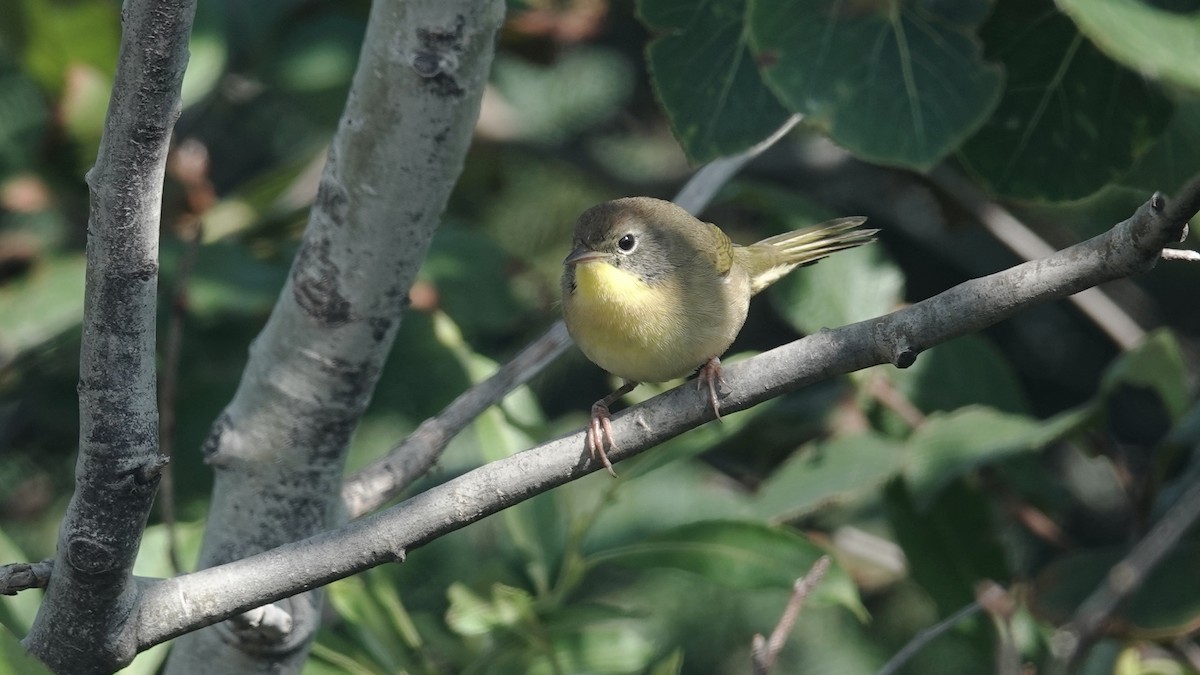 Common Yellowthroat - Barry Day