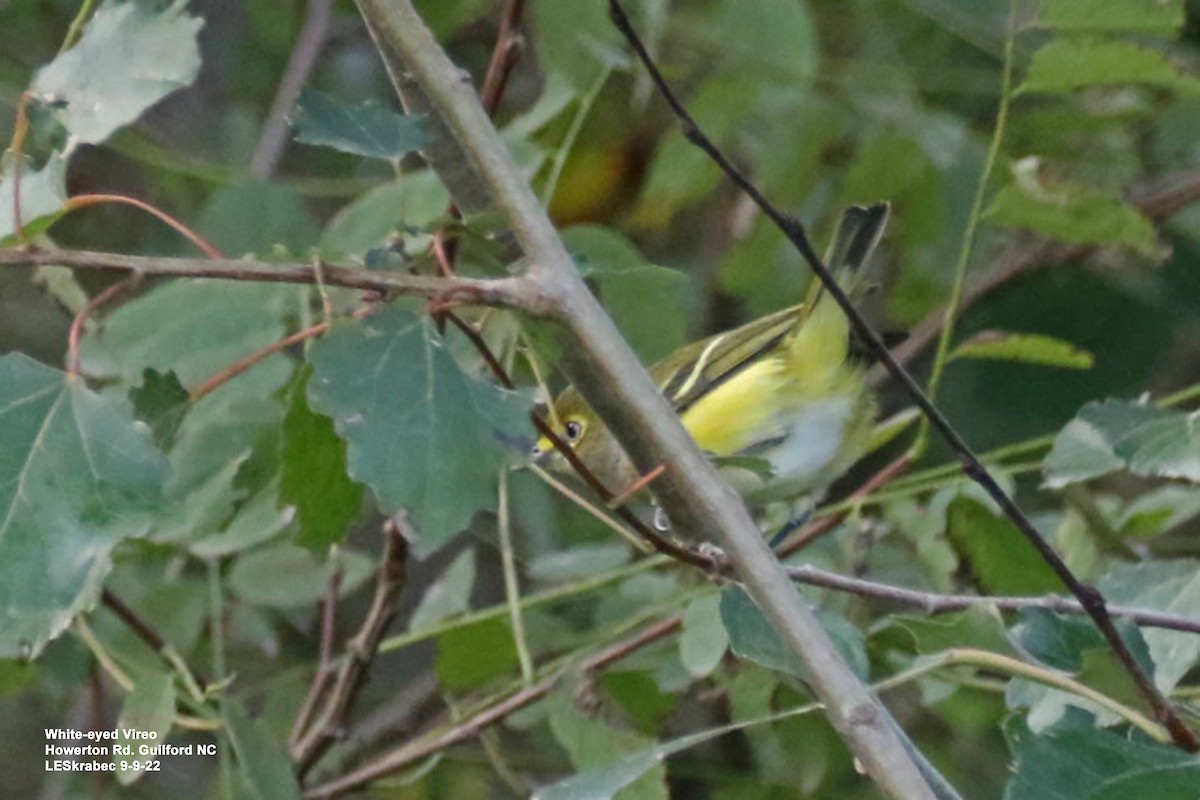 Viréo aux yeux blancs - ML482879941