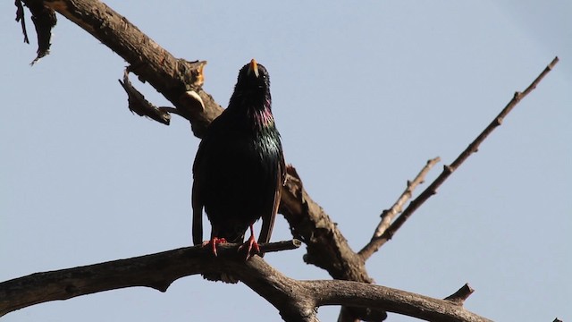 European Starling - ML482880