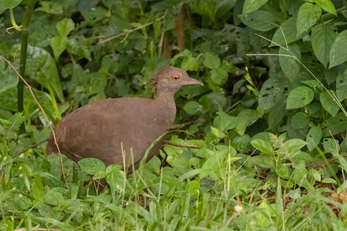 Cinereous Tinamou - ML482881441