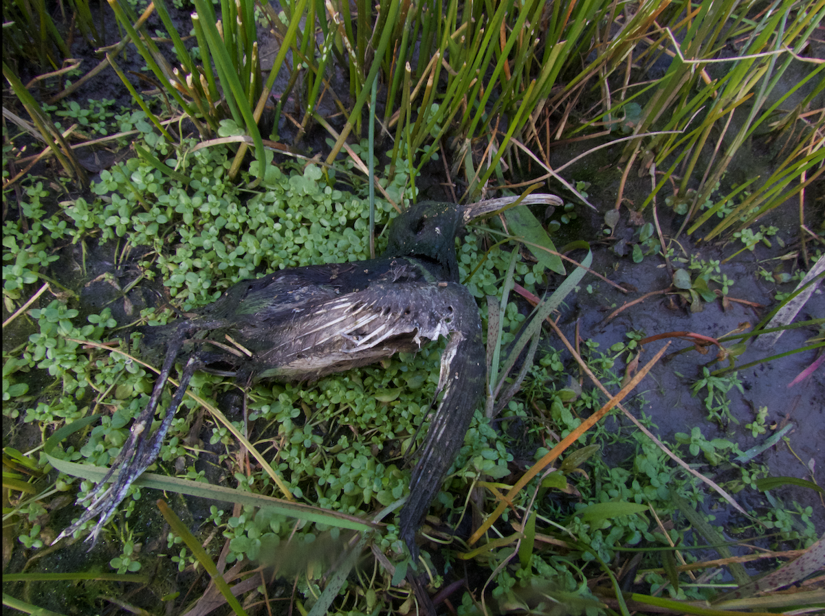 South American Painted-Snipe - ML482881911