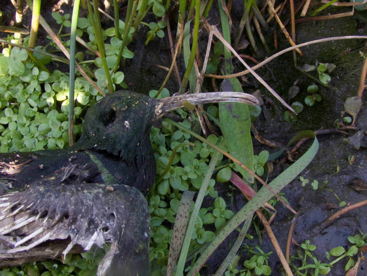 South American Painted-Snipe - Ignacio Escobar Gutiérrez