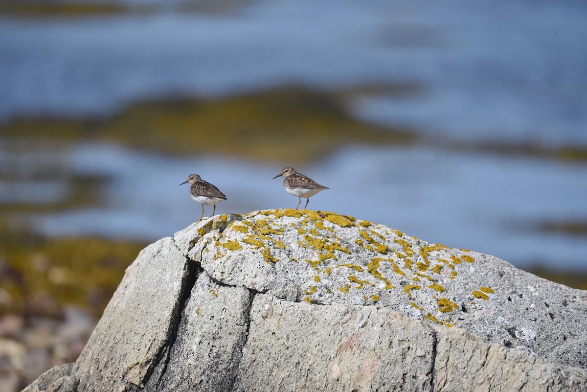 Least Sandpiper - Valérie JACKMAN