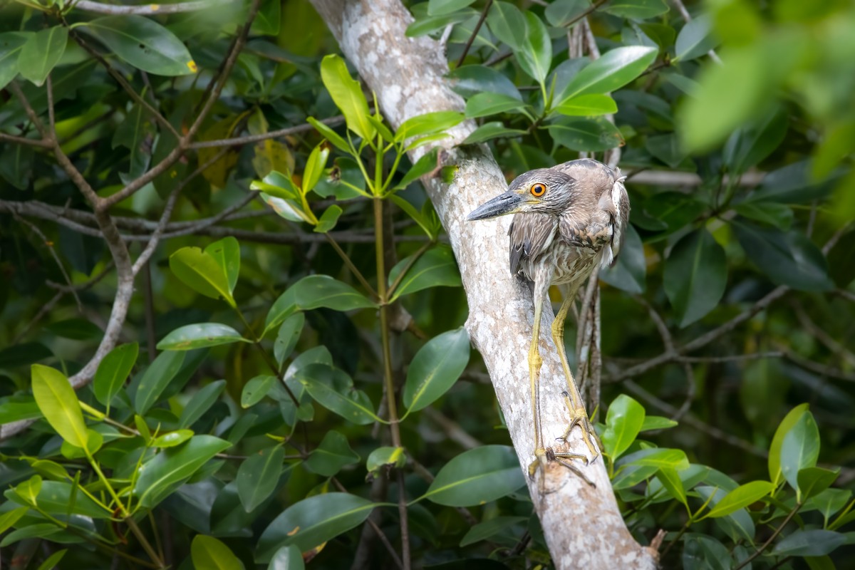 Yellow-crowned Night Heron - ML482884291