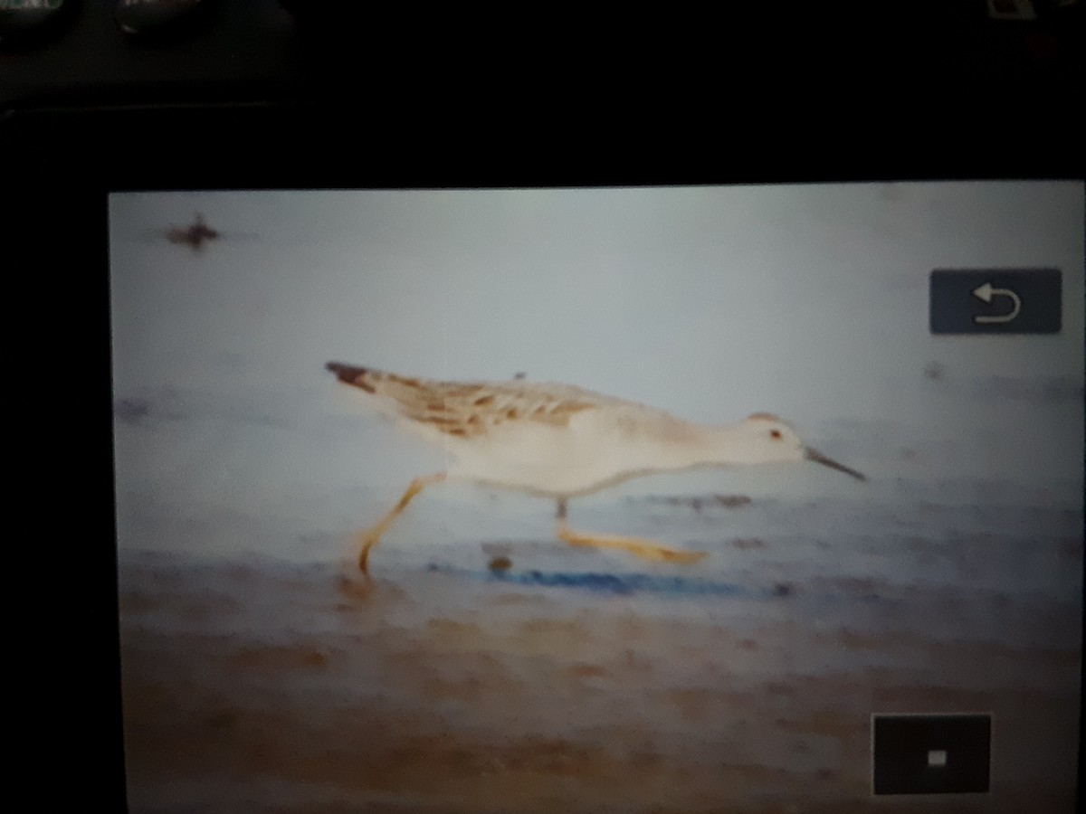 Wilson's Phalarope - ML482884311