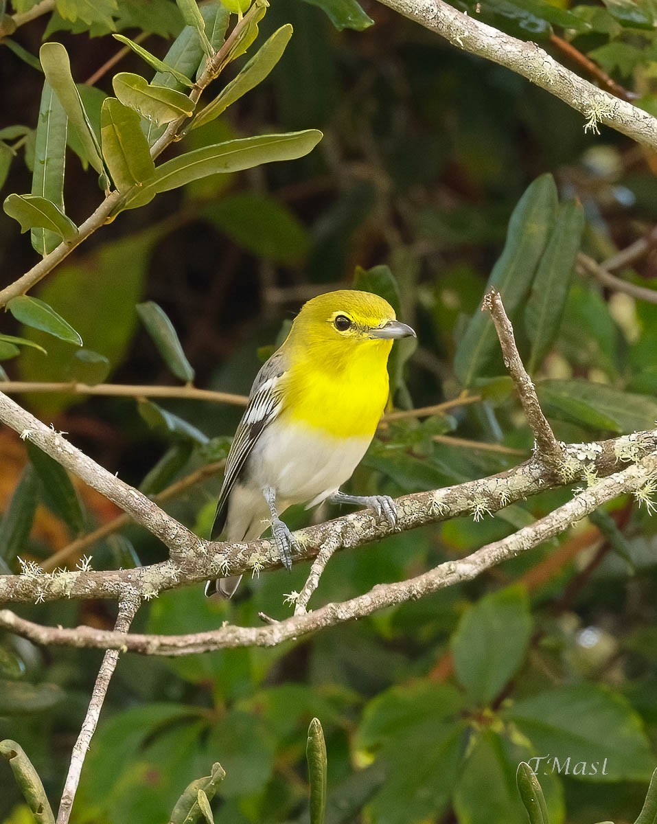 Gelbkehlvireo - ML482885721