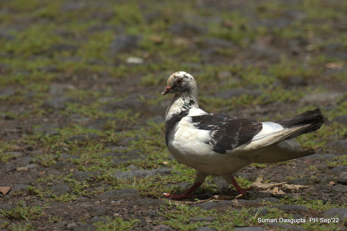 Rock Pigeon (Feral Pigeon) - ML482887431