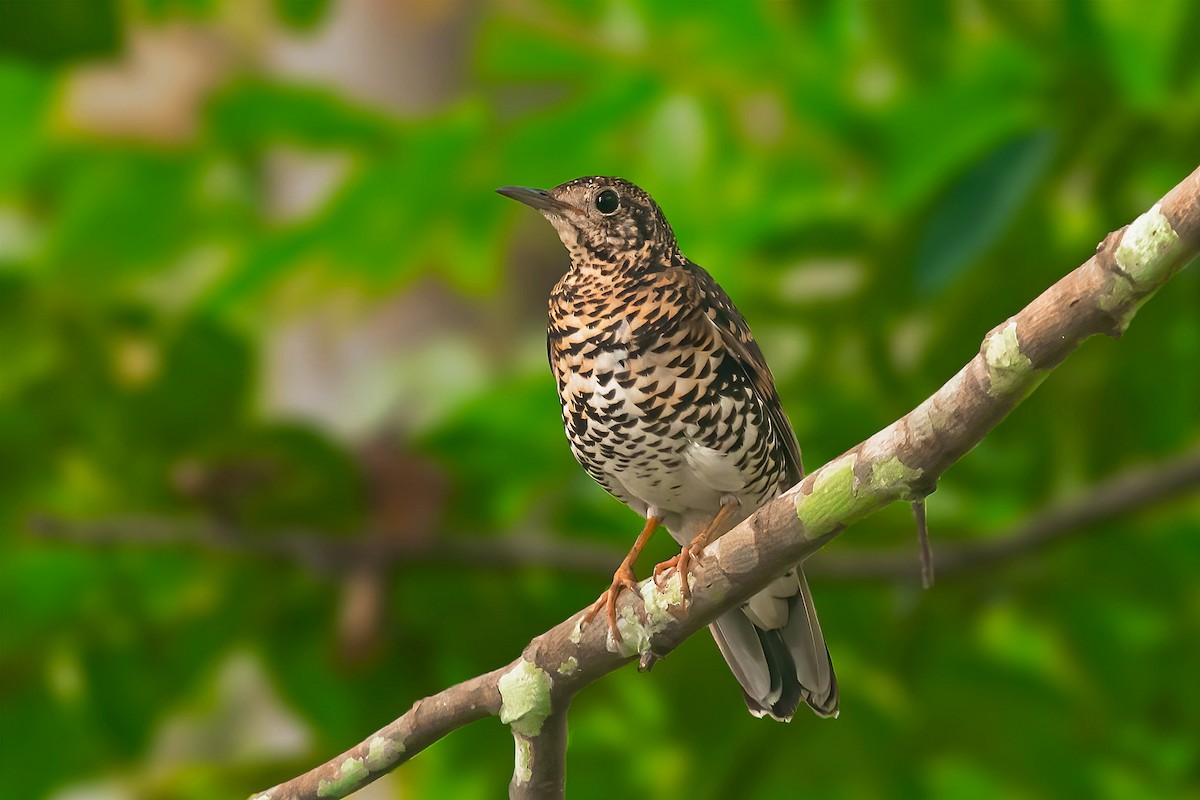 Scaly Thrush - Rajkumar Das