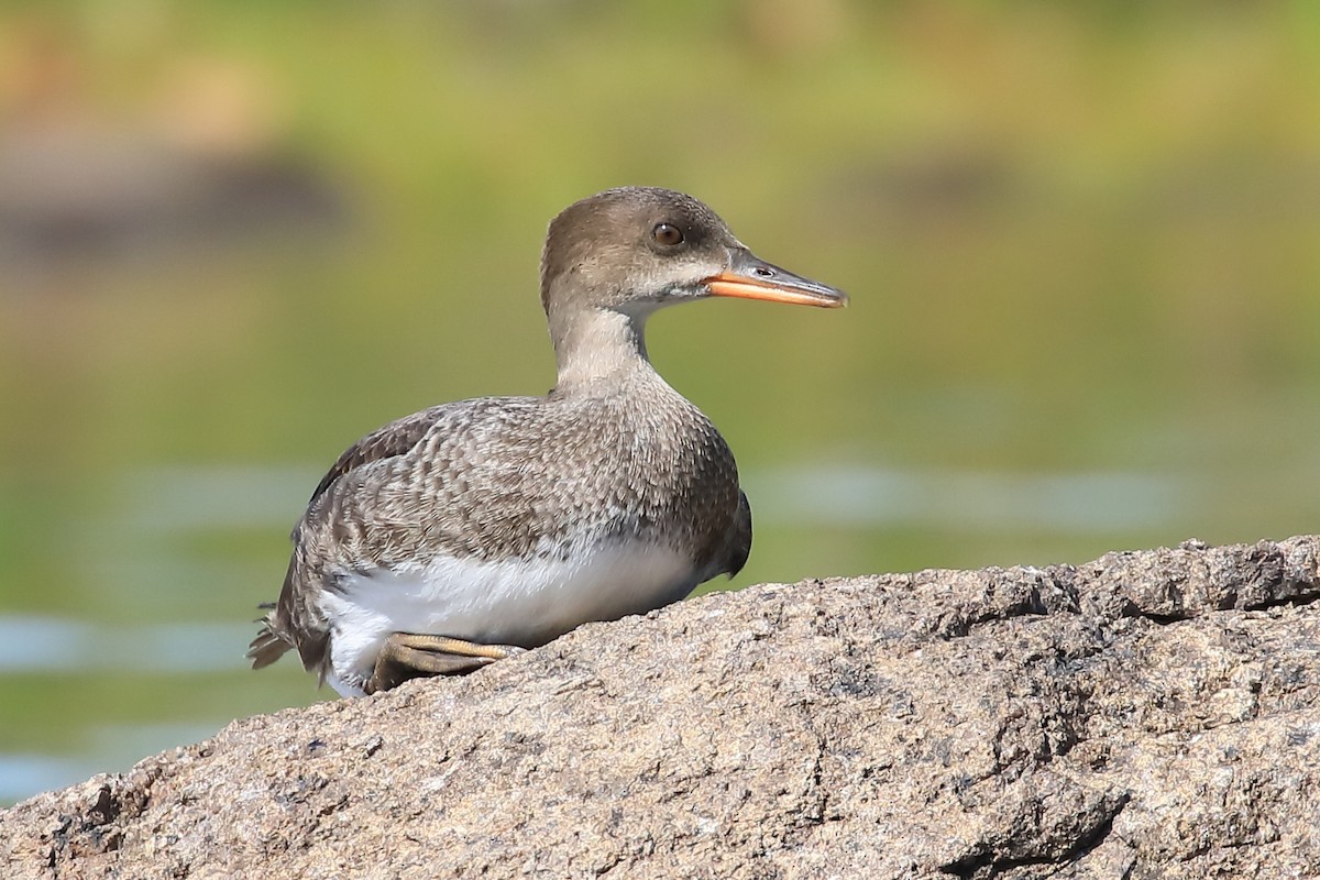 Hooded Merganser - ML482890751