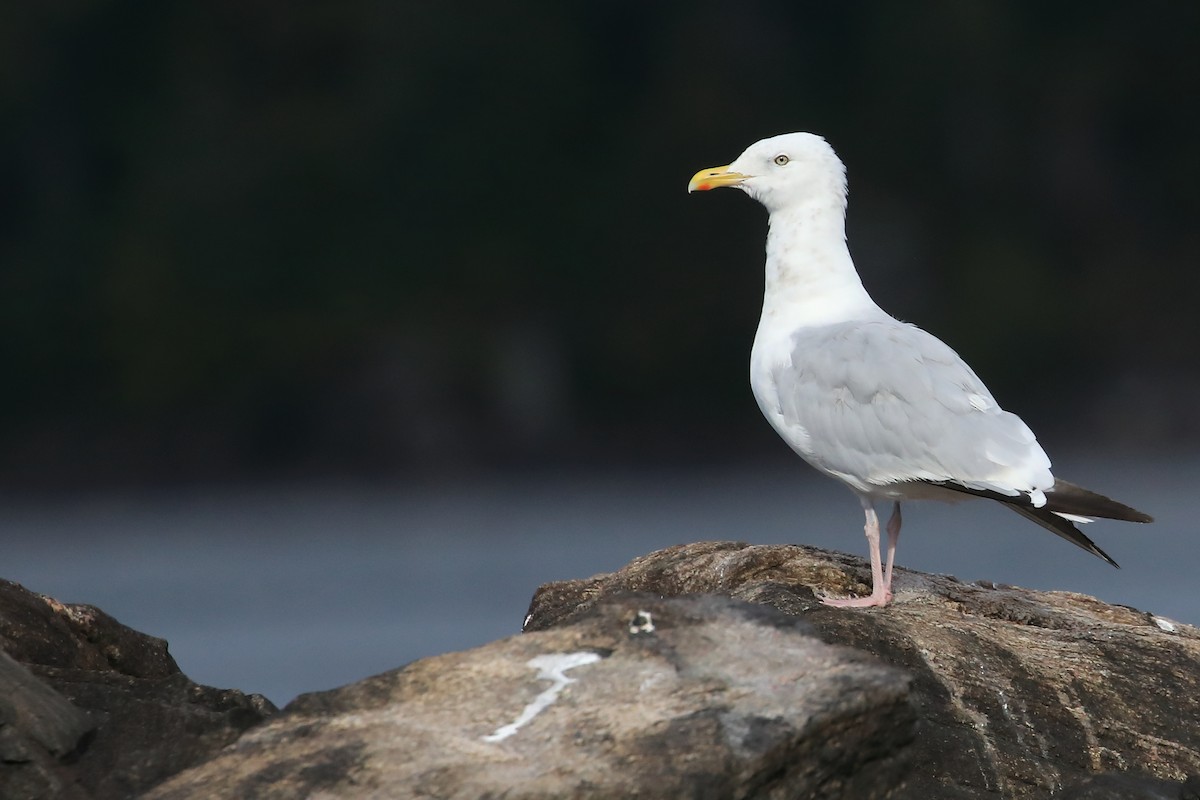 Herring Gull - ML482891111