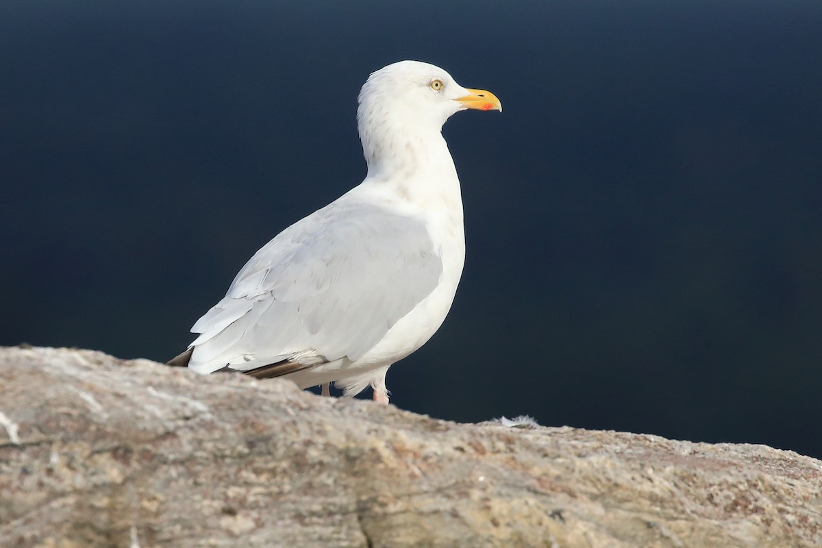 Herring Gull - ML482891121