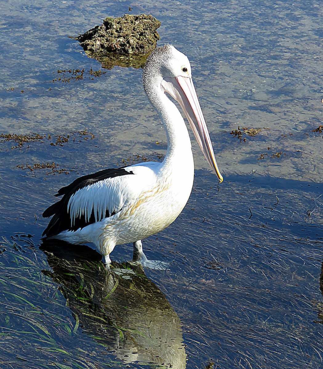 Australian Pelican - ML48289221