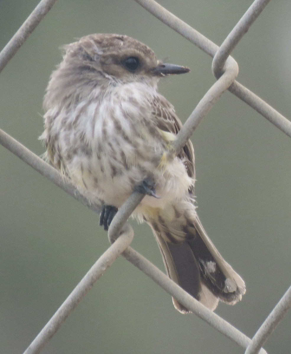 Vermilion Flycatcher - ML482892791