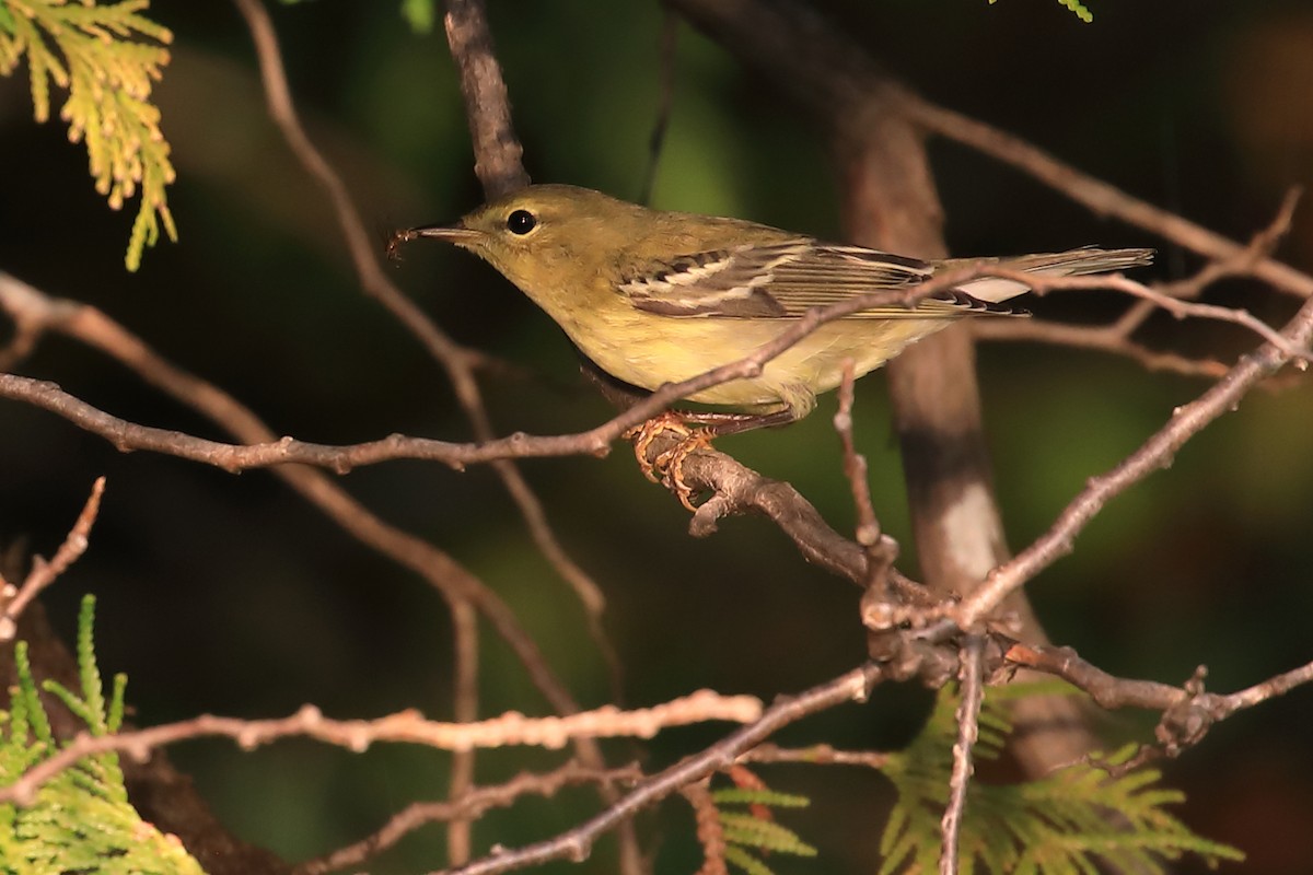 Blackpoll Warbler - ML482893001