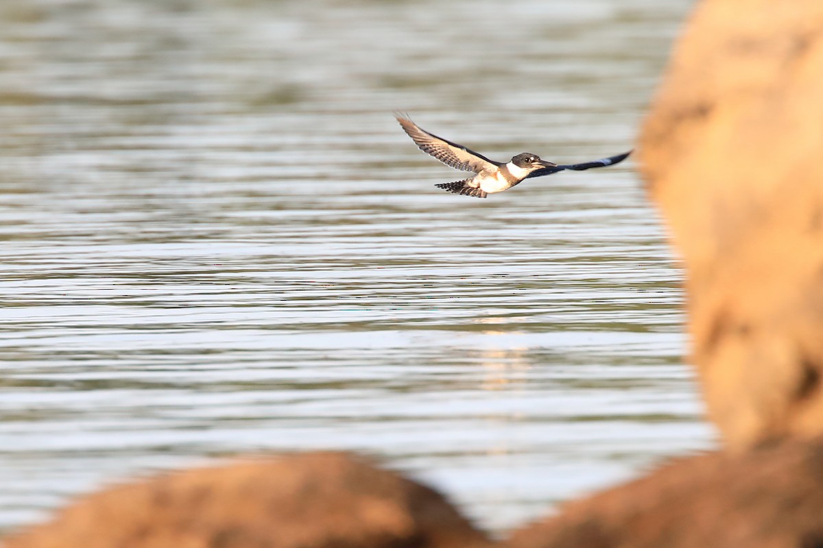 Belted Kingfisher - ML482893391