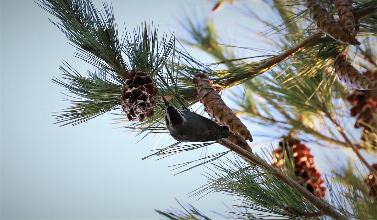 Red-breasted Nuthatch - ML482893931