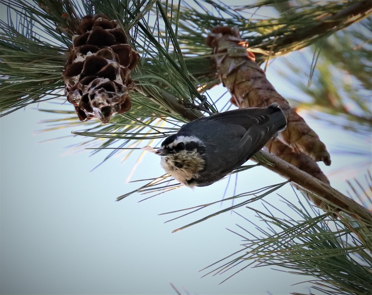 Red-breasted Nuthatch - ML482893941