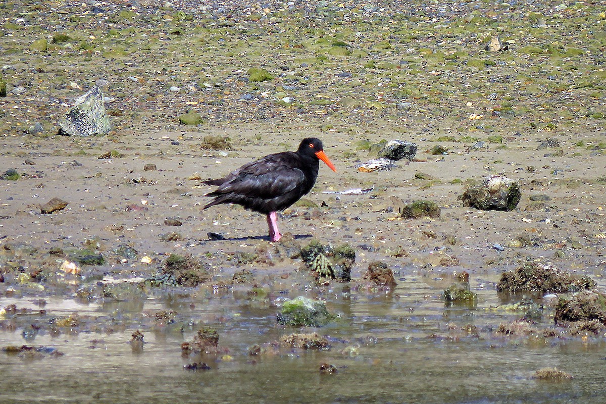 Sooty Oystercatcher - ML48289481