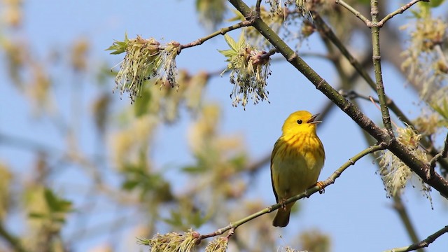 Yellow Warbler (Northern) - ML482895