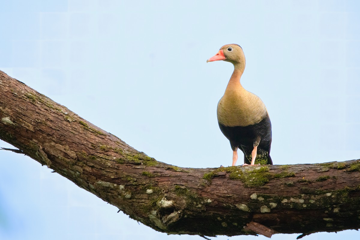 Black-bellied Whistling-Duck - Miguel Forero