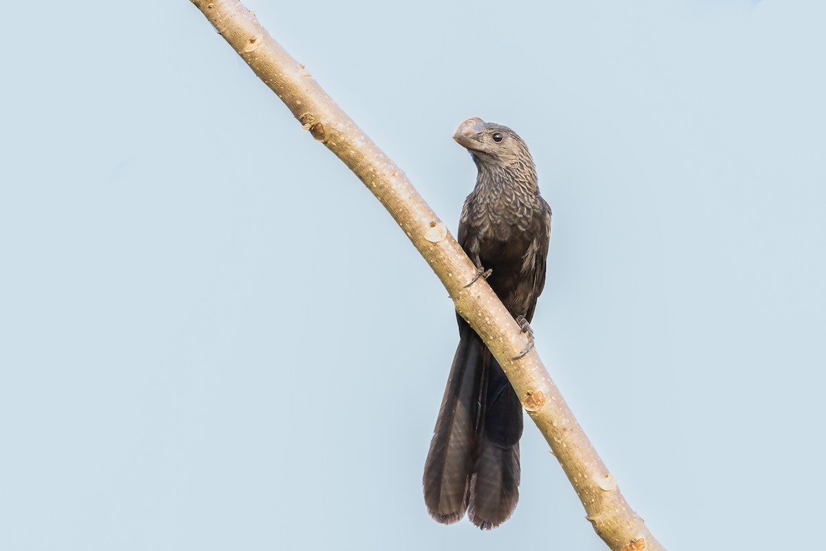 Smooth-billed Ani - Miguel Forero