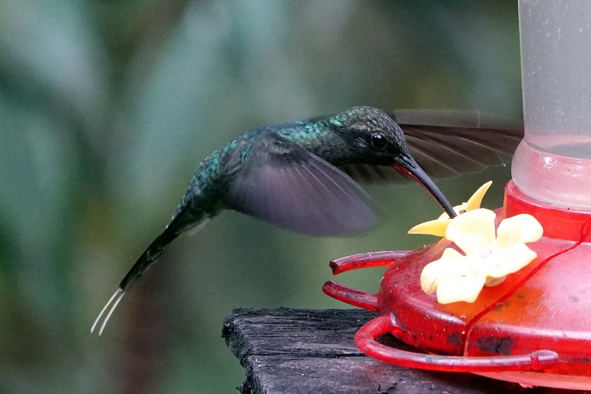 kolibřík šedobřichý - ML482895321