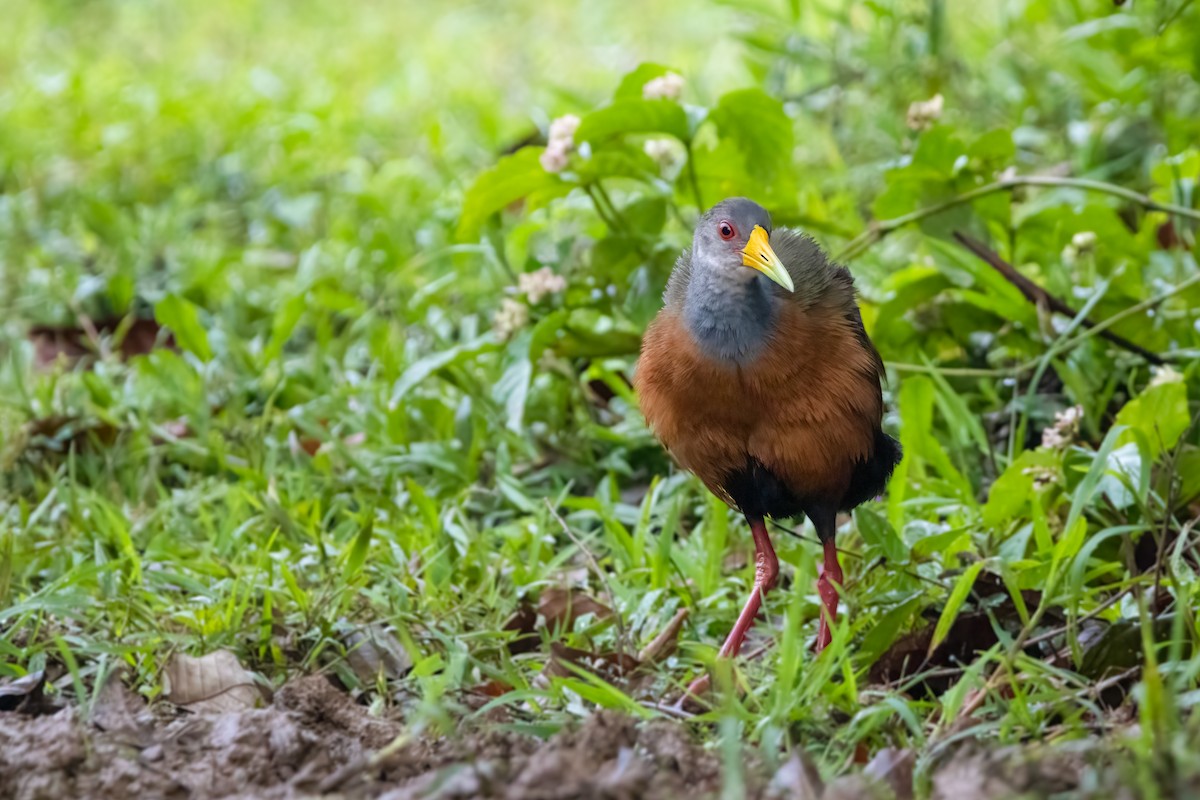 Gray-cowled Wood-Rail - Miguel Forero