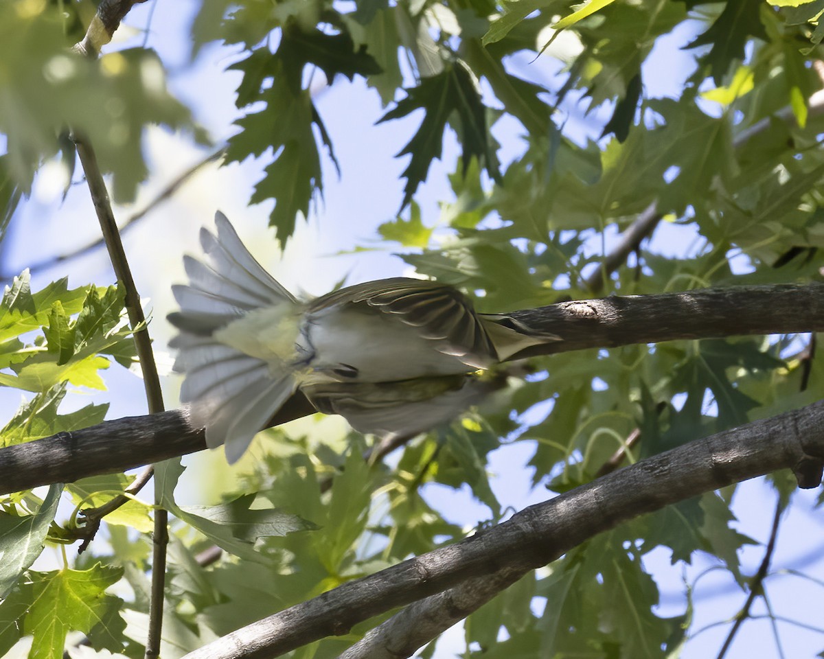 Red-eyed Vireo - Mary Clausen