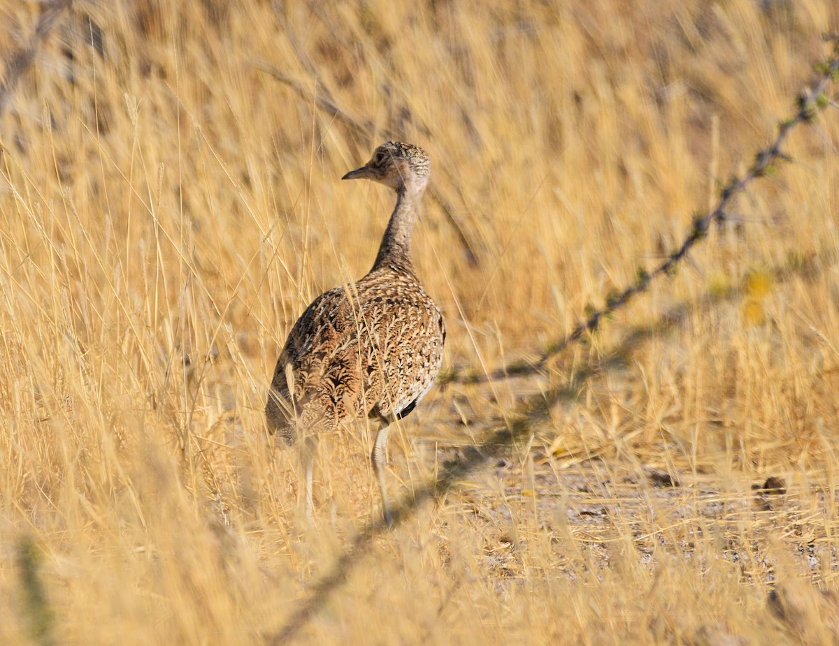 Red-crested Bustard - ML482896701