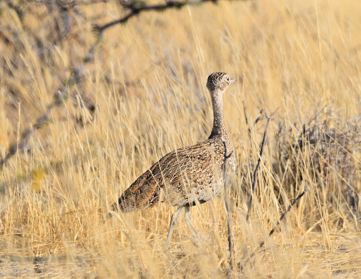Red-crested Bustard - ML482896711