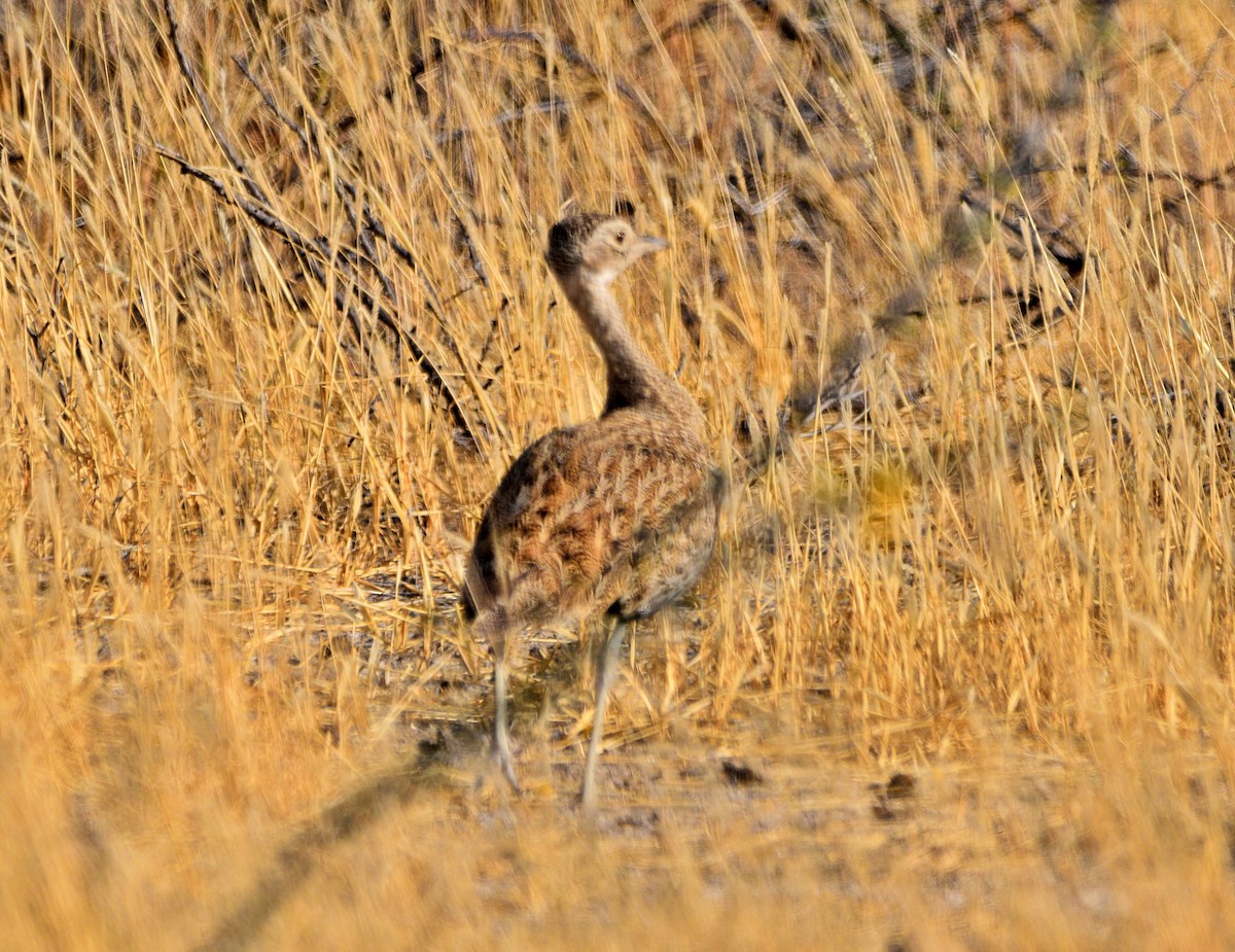 Red-crested Bustard - ML482896721