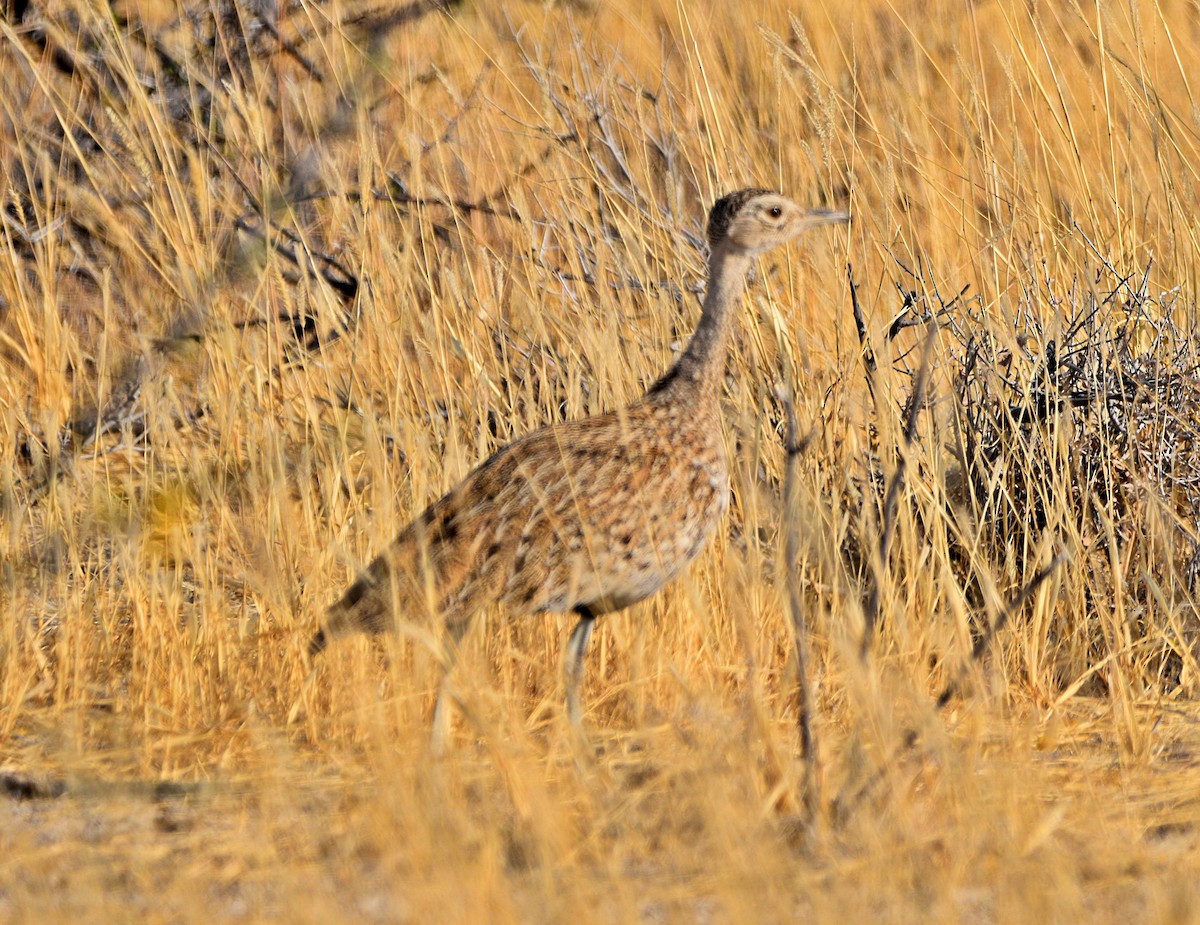 Red-crested Bustard - ML482896731