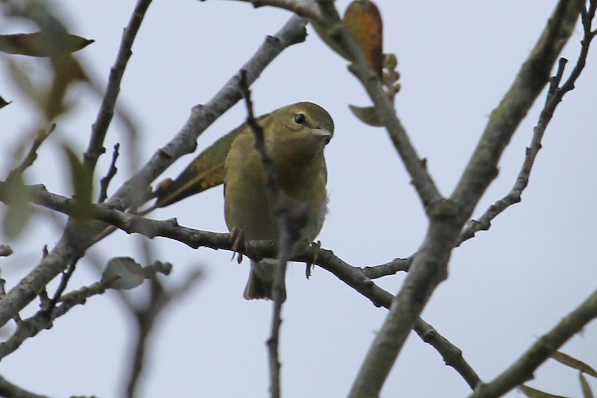 Tennessee Warbler - Jamie Chavez