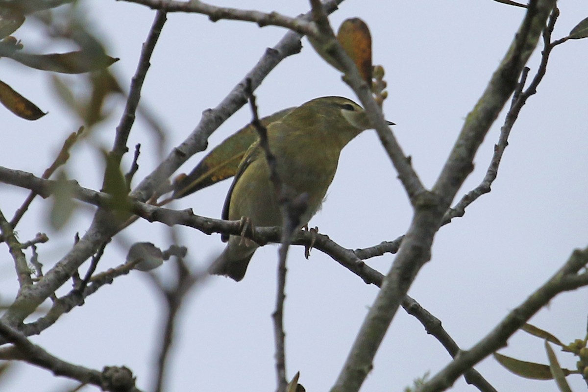 Tennessee Warbler - Jamie Chavez