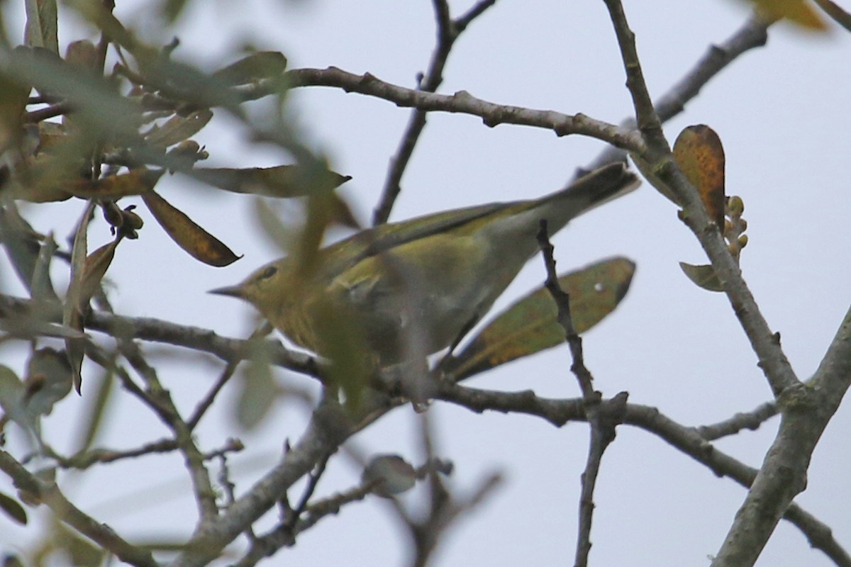 Tennessee Warbler - Jamie Chavez