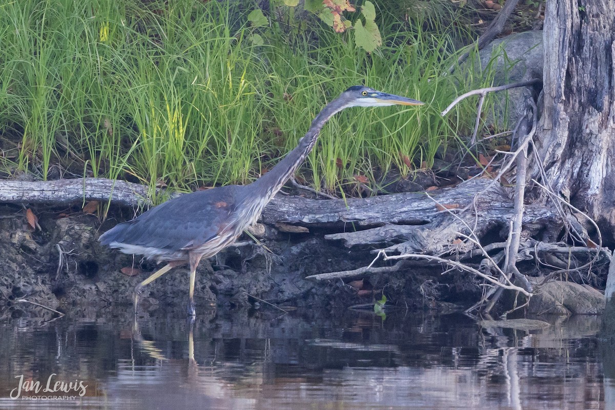 Great Blue Heron - ML482897051