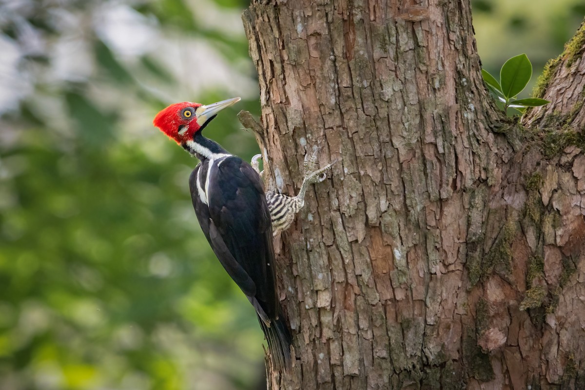 Crimson-crested Woodpecker - Miguel Forero