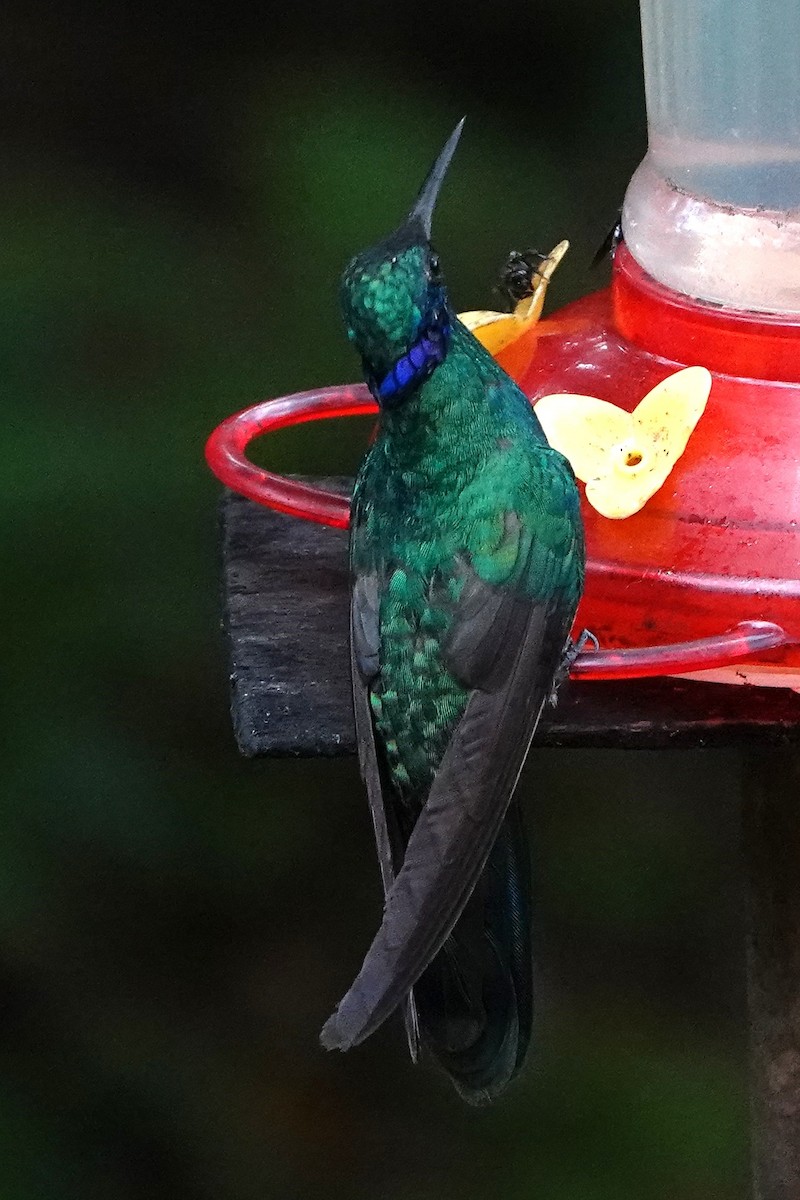 Colibrí Rutilante - ML482897151