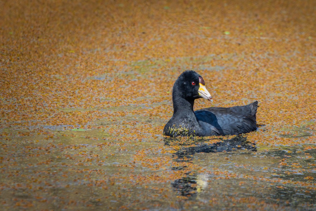 American Coot - Miguel Forero