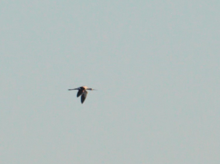 Avoceta Americana - ML482897871