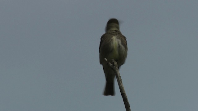 Olive-sided Flycatcher - ML482898