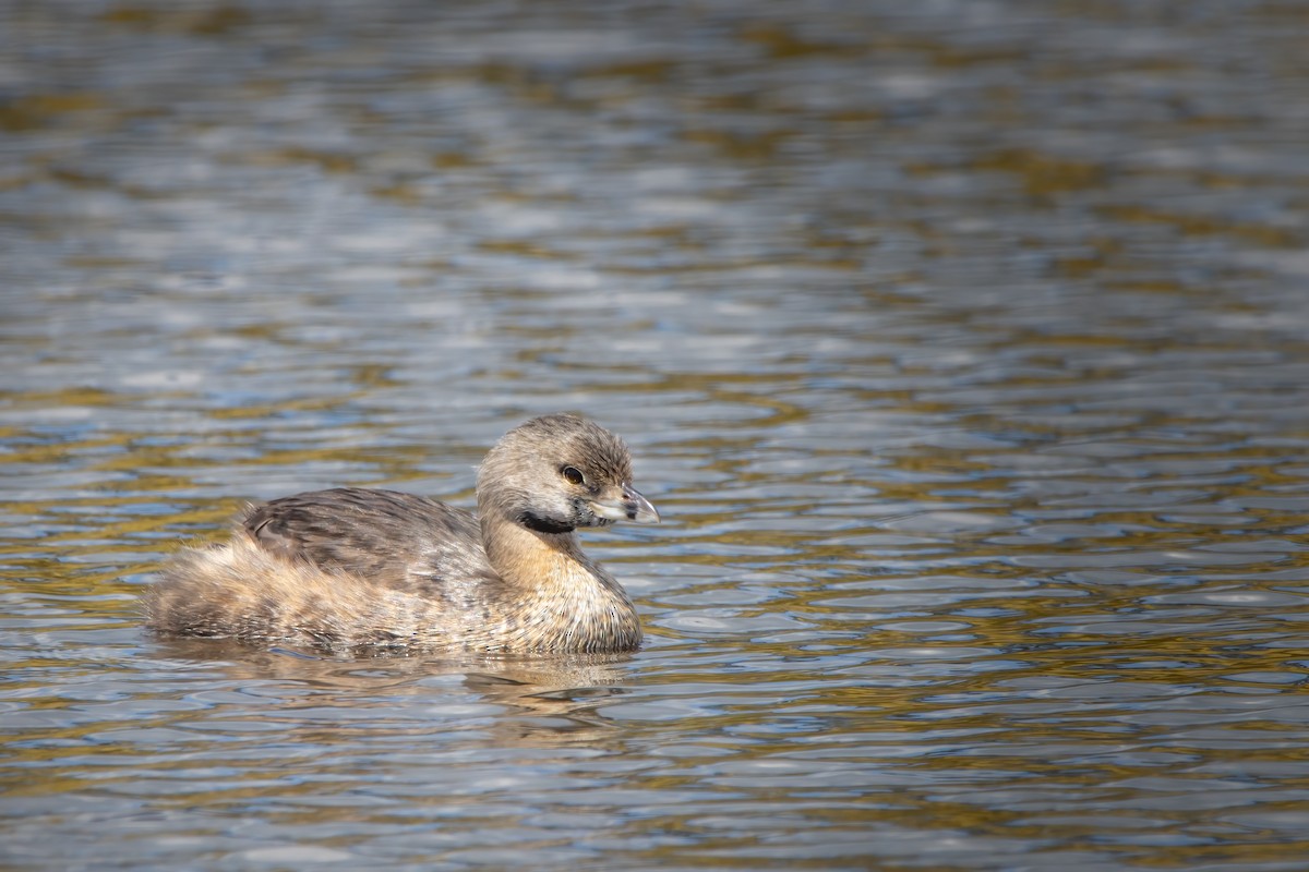 Pied-billed Grebe - ML482898741