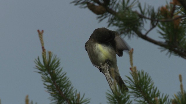 Olivflanken-Schnäppertyrann - ML482899