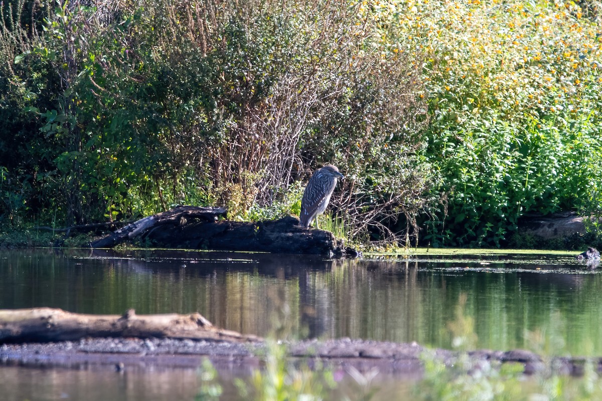 Black-crowned Night Heron - ML482900341