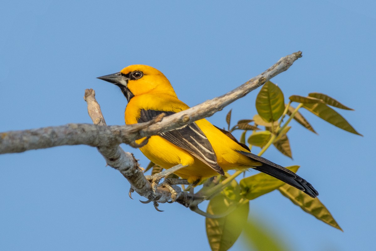 Yellow Oriole - Miguel Forero