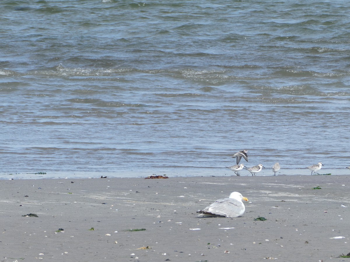 Red-necked Phalarope - ML482901151